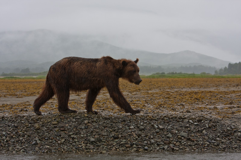 Grizzly Bear In Rain